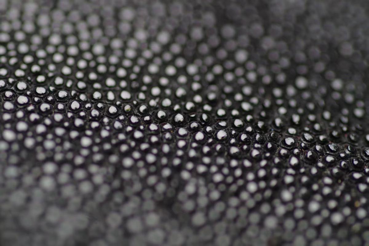 Shagreen before lacquer application
